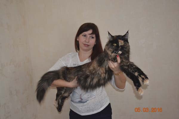 Кошка Мейн Кун